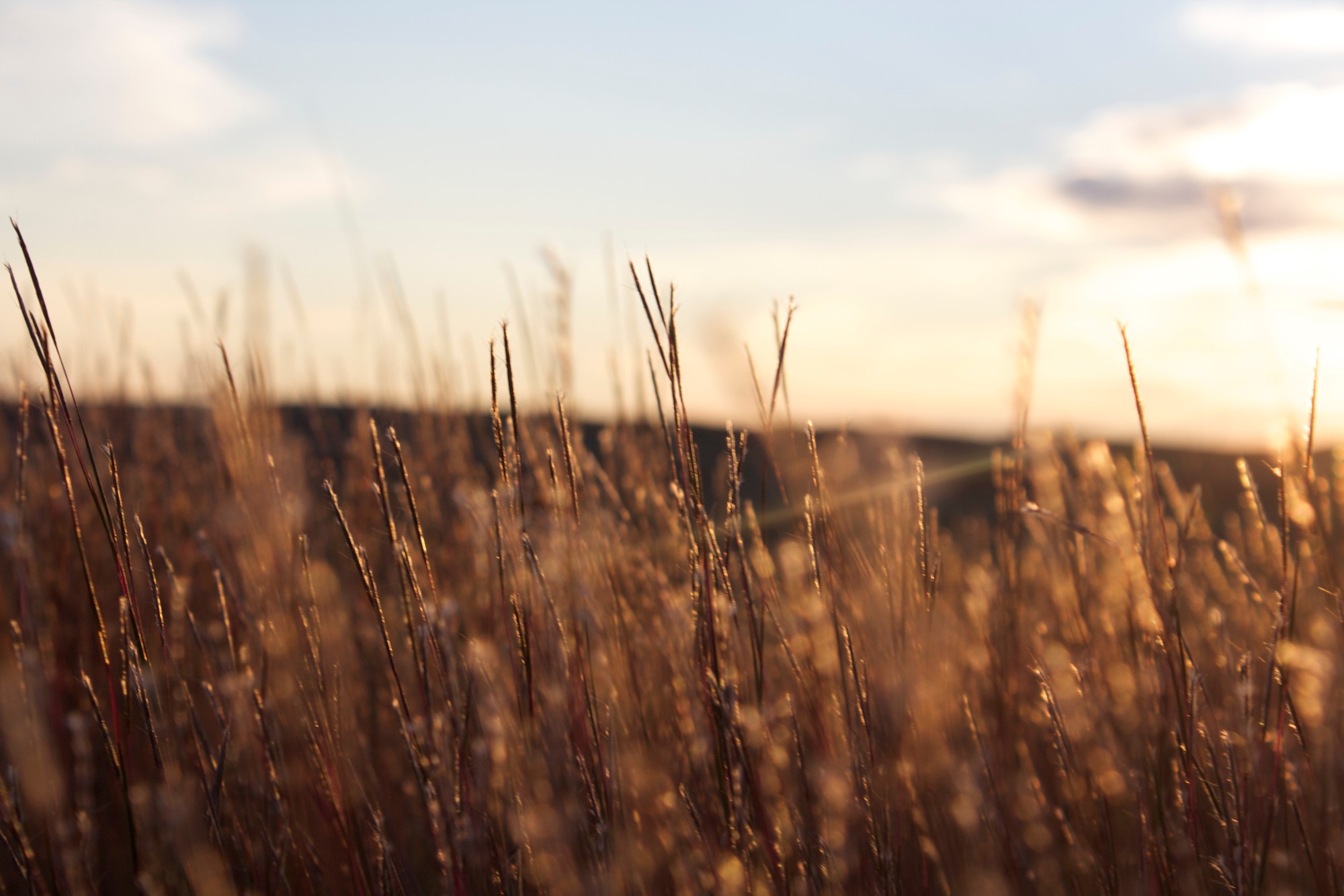 "Little Blue Stem" by Robin Walter