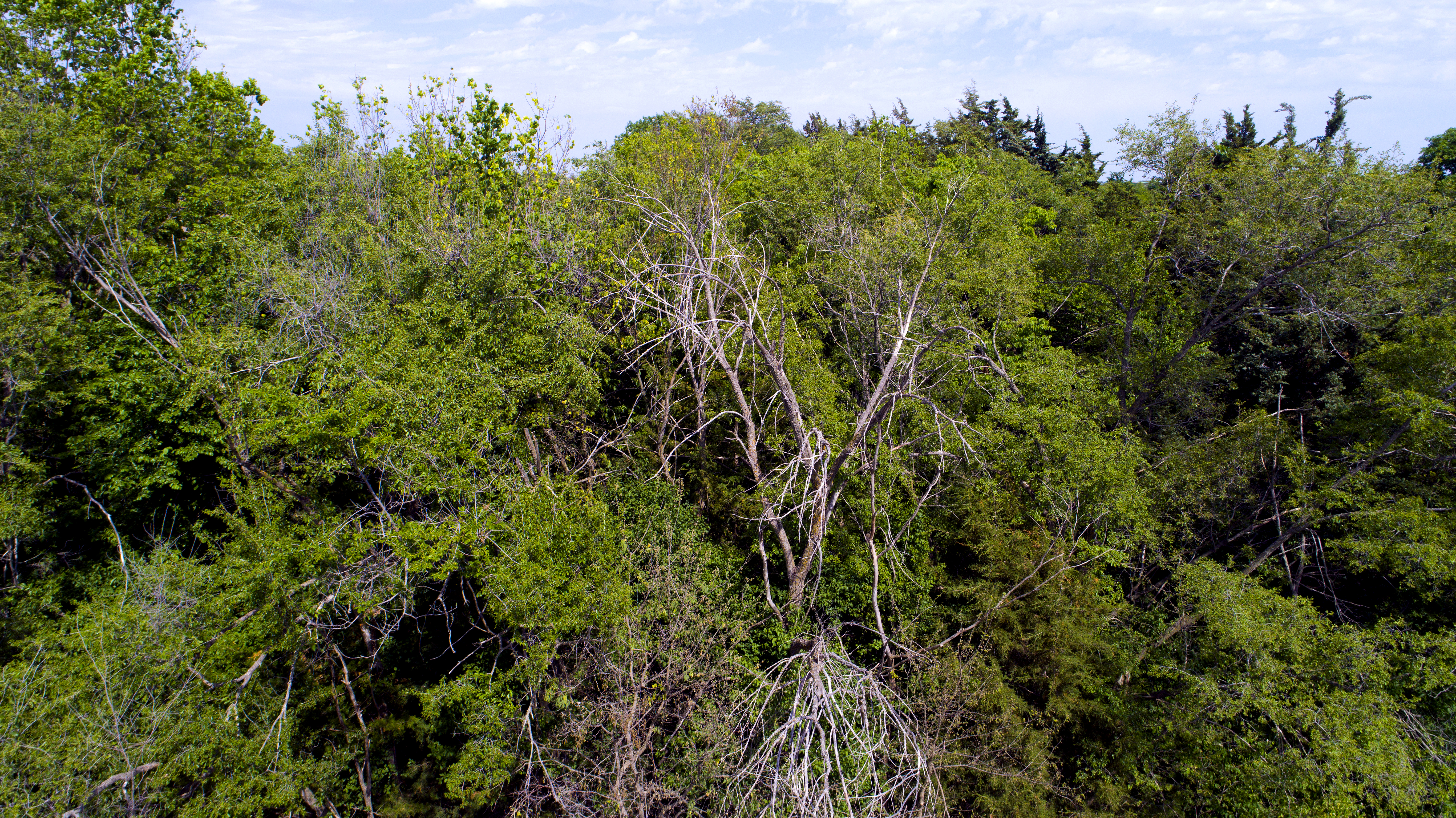Wide shelterbelts provide forest-like cover for birds and other wildlife.