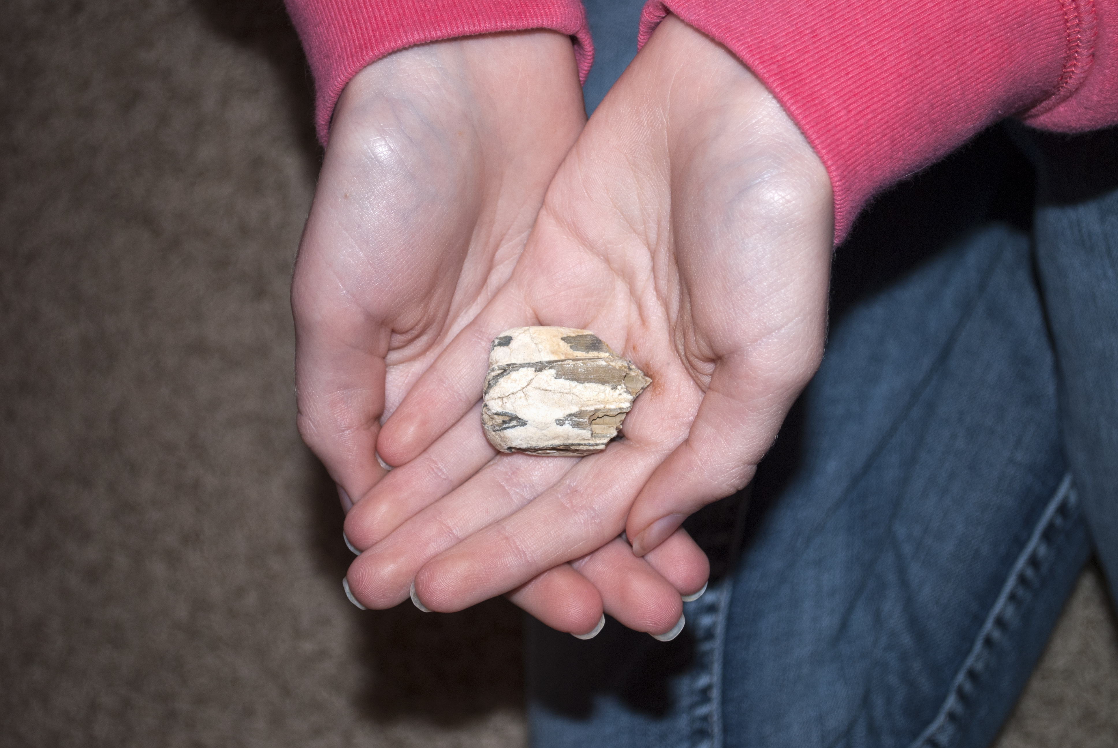 A museum visitor holds a fossilized horse tooth.