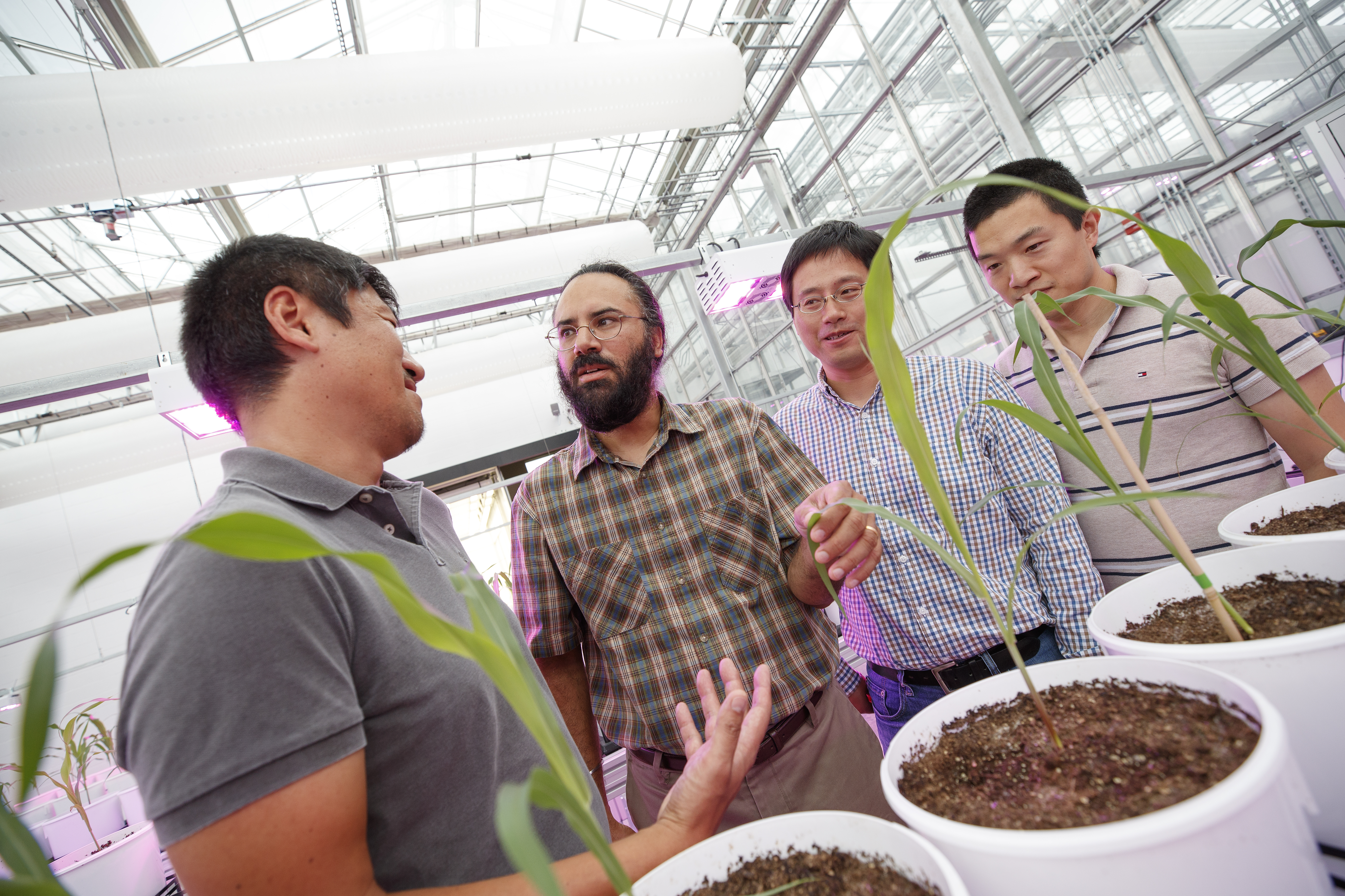 Harkamal Walia (second from left) discusses an experimental plan for the grant at the High Throughput Phenotyping facility at the Greenhouse Innovation Center on Nebraska Innovation Campus. From left is Toshihiro Obata, Hongfeng Yu and Qi Zhang. Not pictured are researchers Chi Zhang and Gota Morota.