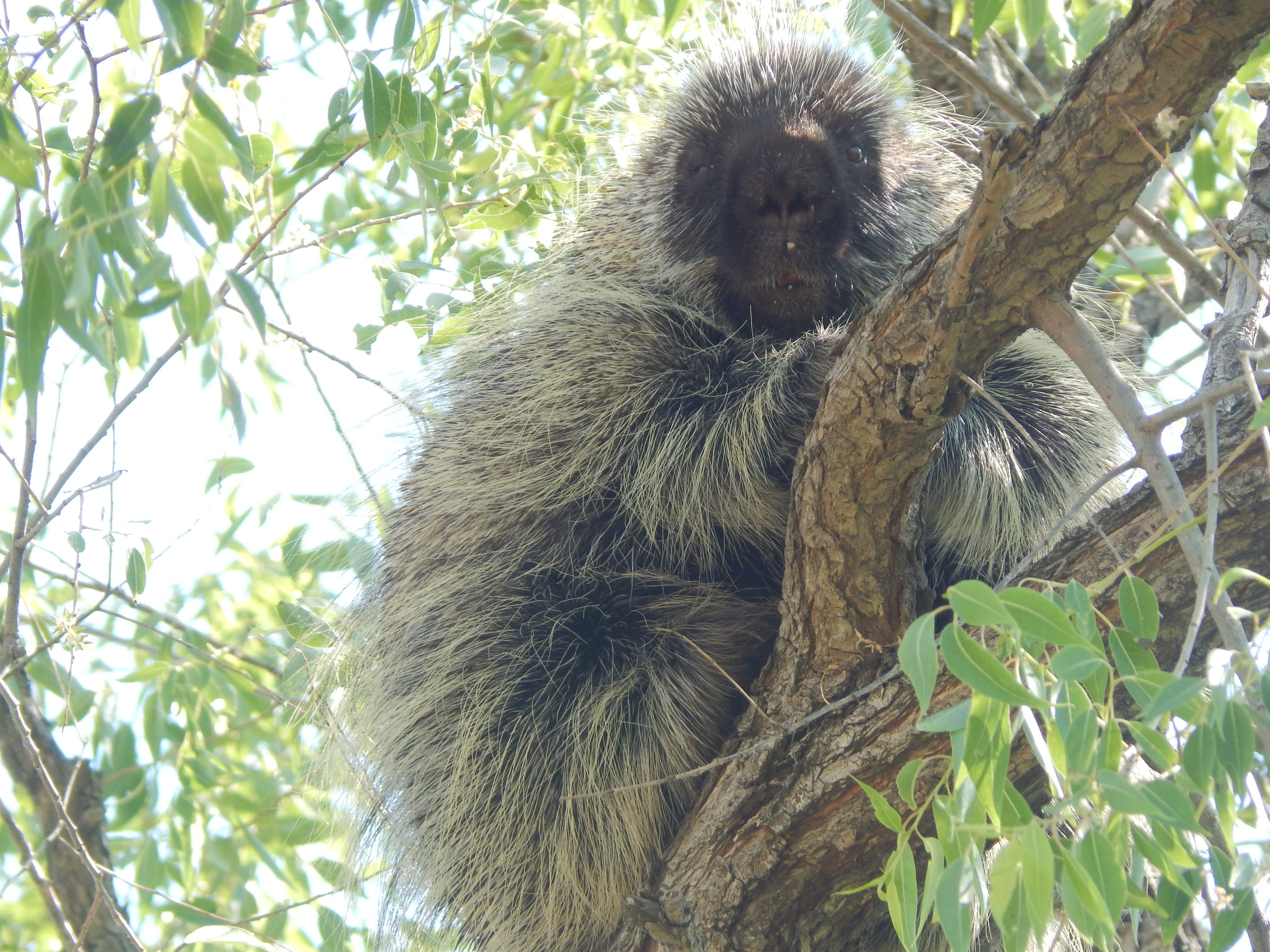 The University of Nebraska State Museum's October Sunday with a Scientist program will explore Nebraska's unique animal inhabitants, such as the porcupine.