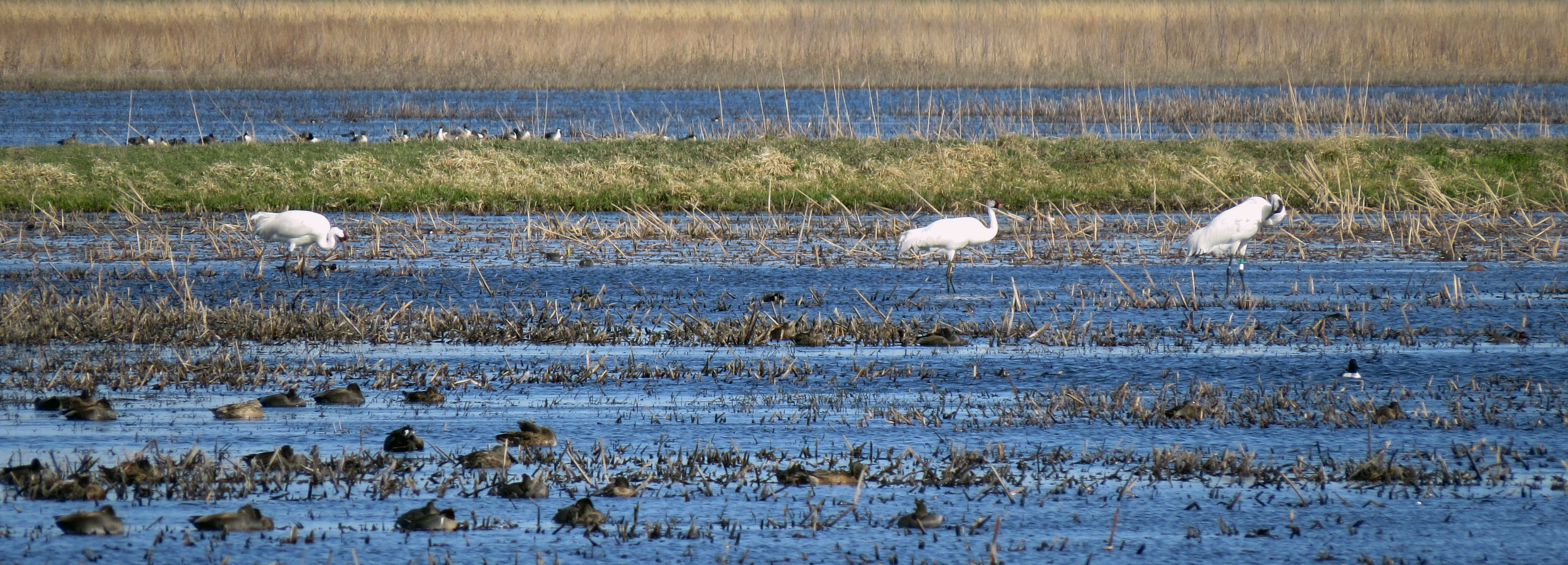 Whooping cranes feast in a field near Kearney during their spring migration in 2016. The bird at right wears a green band, signaling he has been tagged and is being tracked by researchers in the United States.