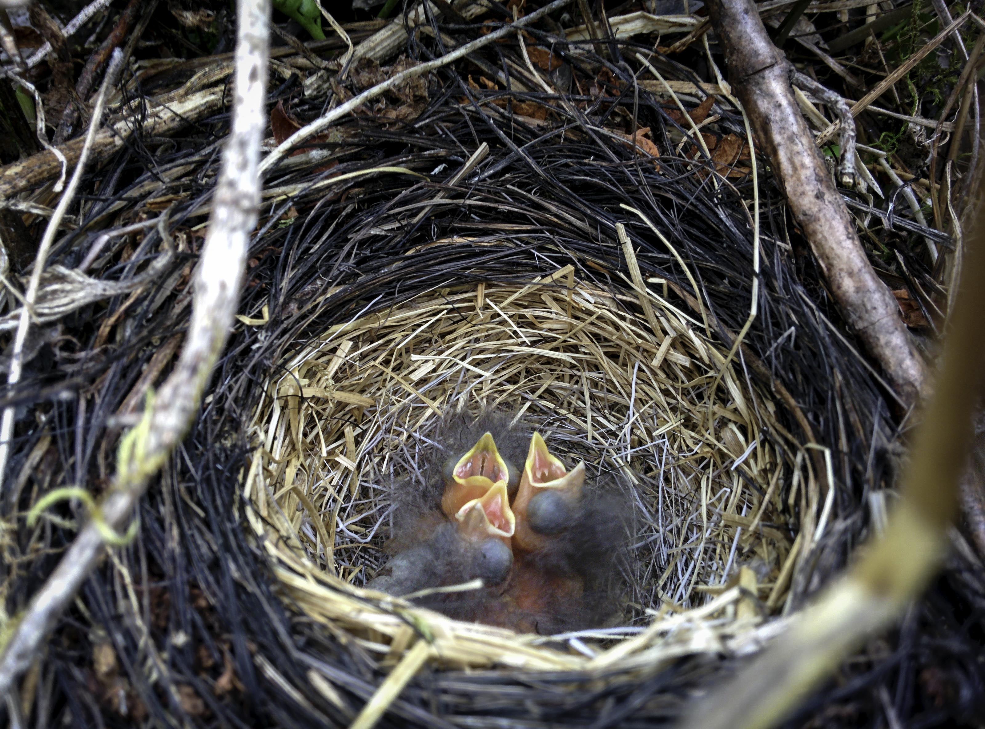 Golden-crowned sparrow chicks chirp for food in southern Alaska. University of Nebraska-Lincoln biologists have published a new study showing that week-old sparrow chicks, despite not yet learning their mating song, can distinguish that song from another sparrow species' based on its first note alone.