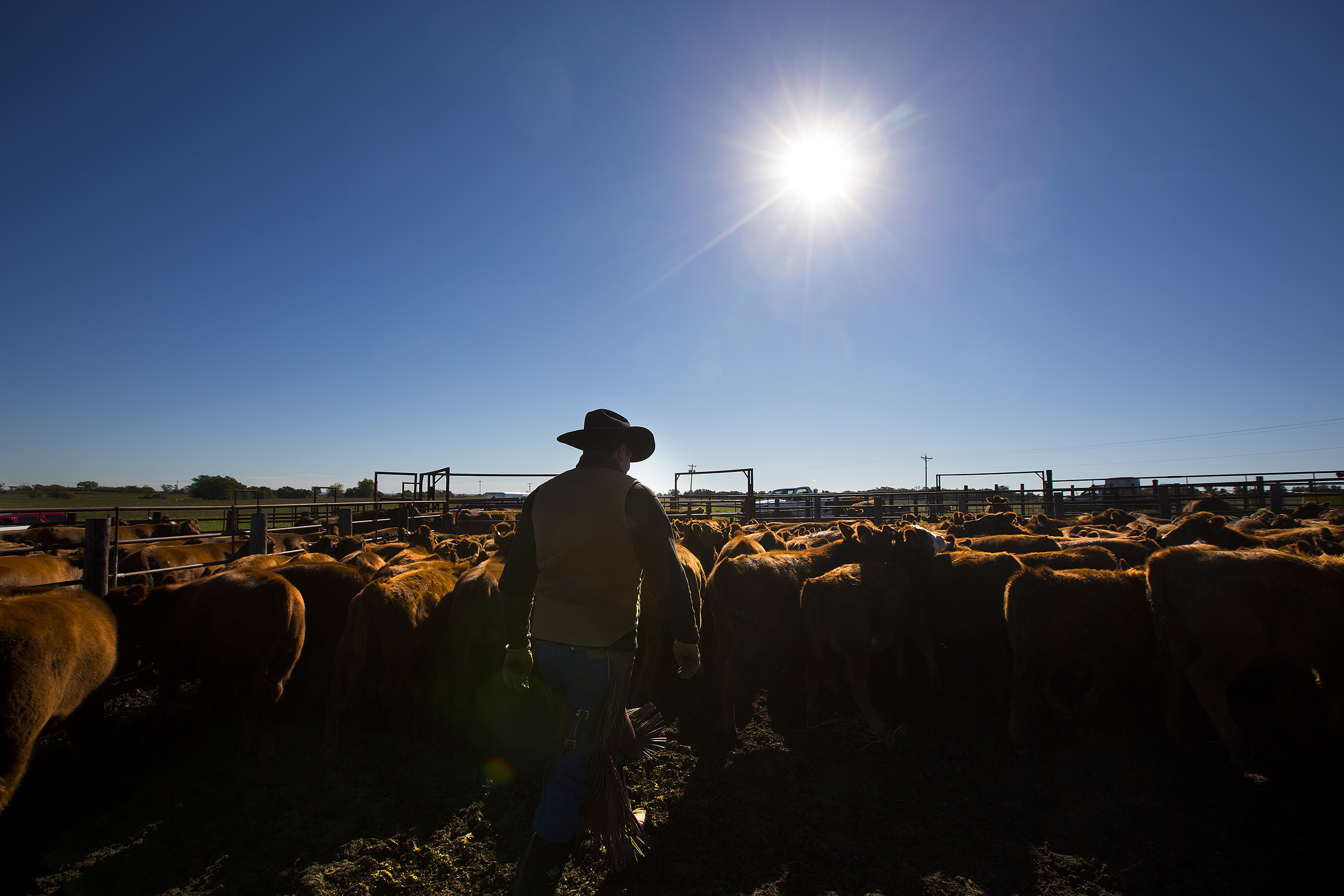Calves are weaned from the herd on Oct. 14, 2014, near Mead, Nebraska.