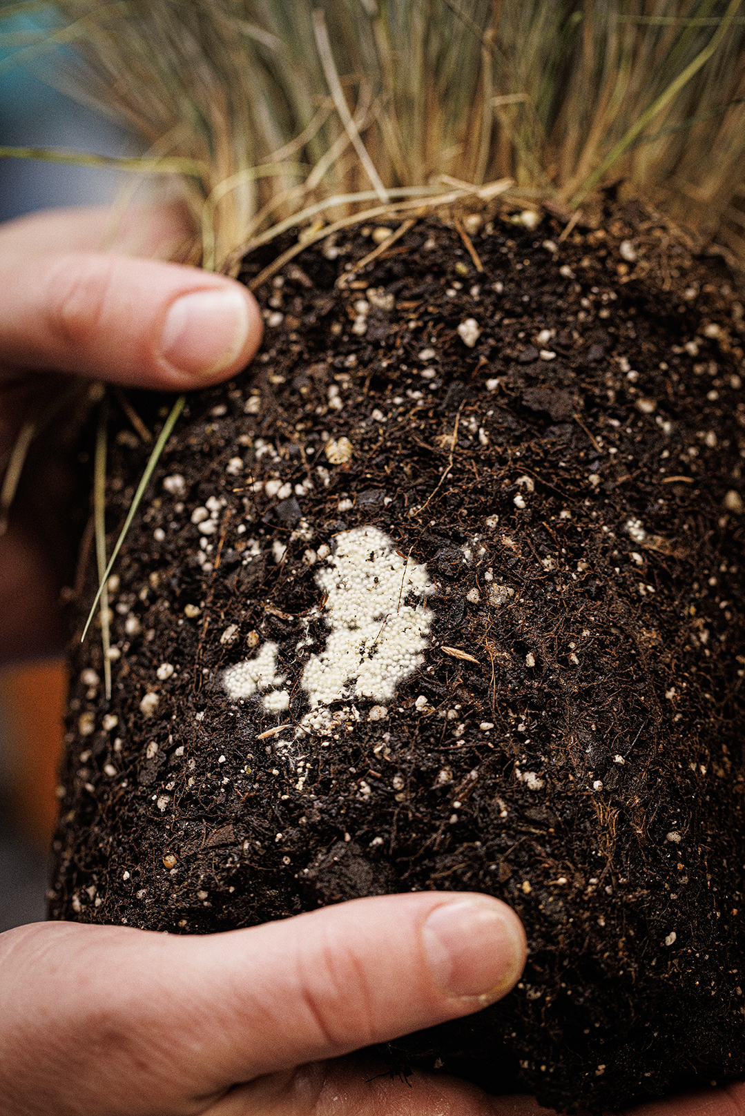 Kyle Broderick, coordinator of the Plant and Pest Diagnostic Clinic and an assistant extension educator in plant pathology, holds a fescue sample with fungus growing on its roots.