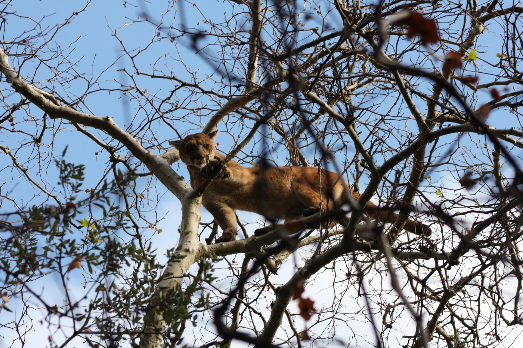 A mountain lion in a tree