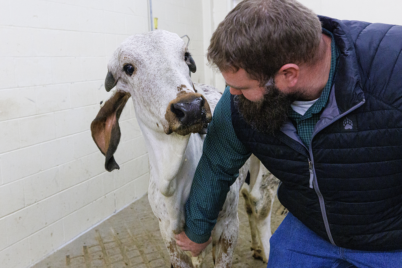 Ginger was born July 19, 2021, and transported to UNL a week later for close monitoring by Vander Ley. Throughout, Ginger has remained a “bright, healthy calf,” normal both physically and behaviorally.