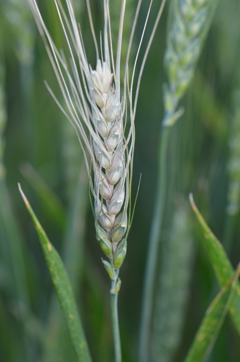 A wheat head bleached by the Fusarium head blight fungus. 