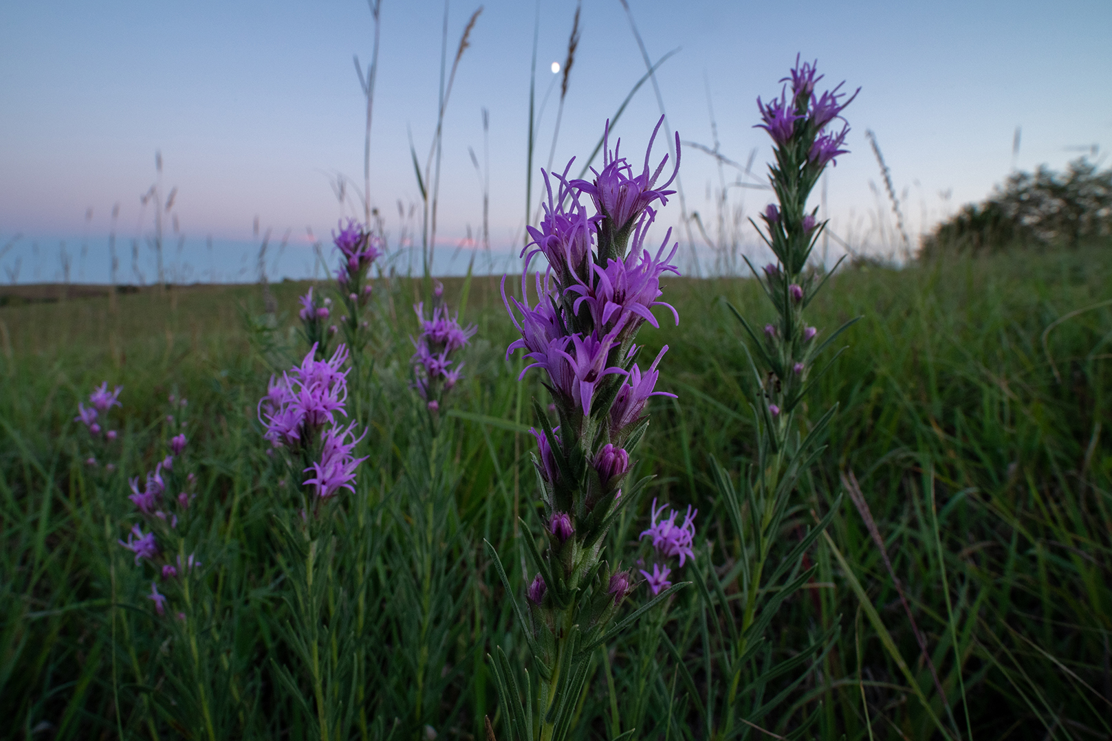 Purple wildflowers spring up amid the tall grass at Nine-Mile Prairie.