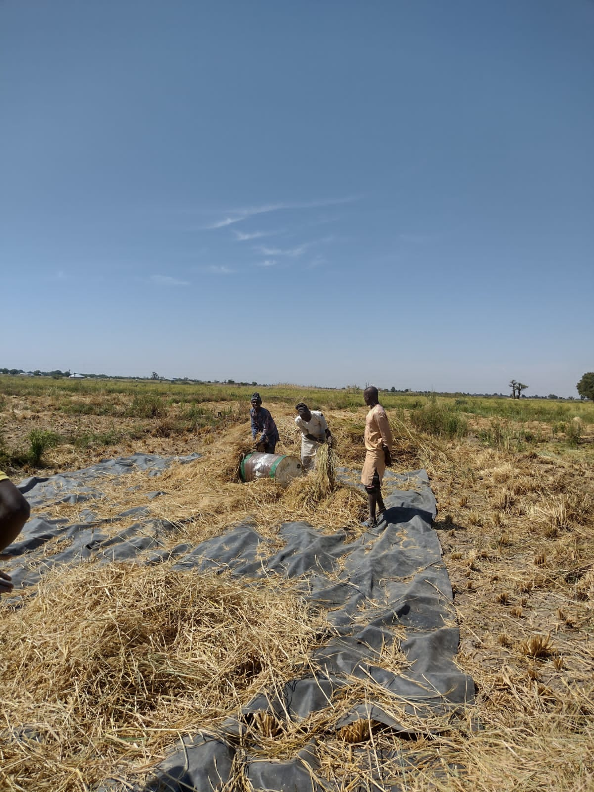 Three men work in a rice field in Africa.