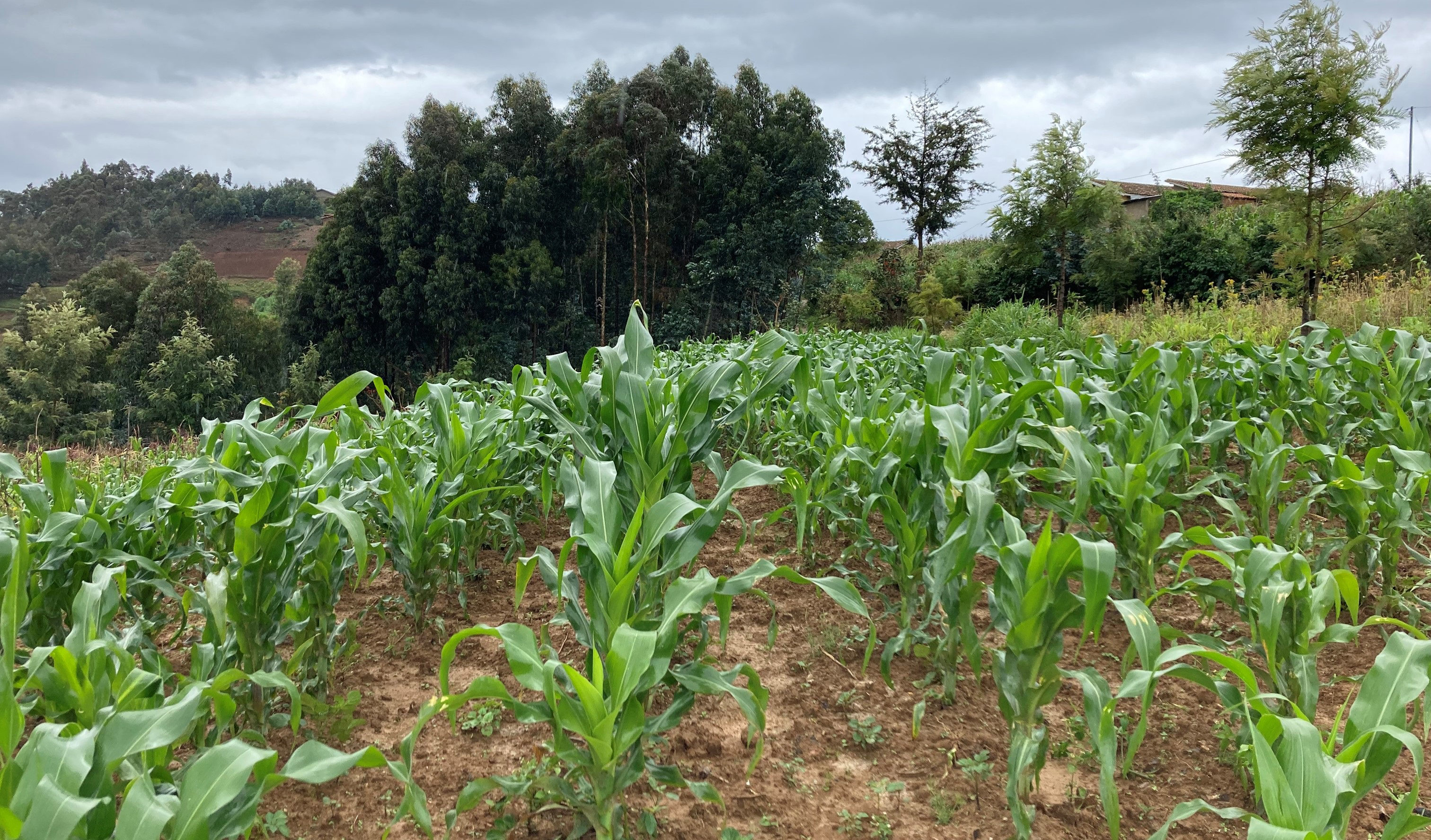 Corn field on a hill with trees and a building in the background