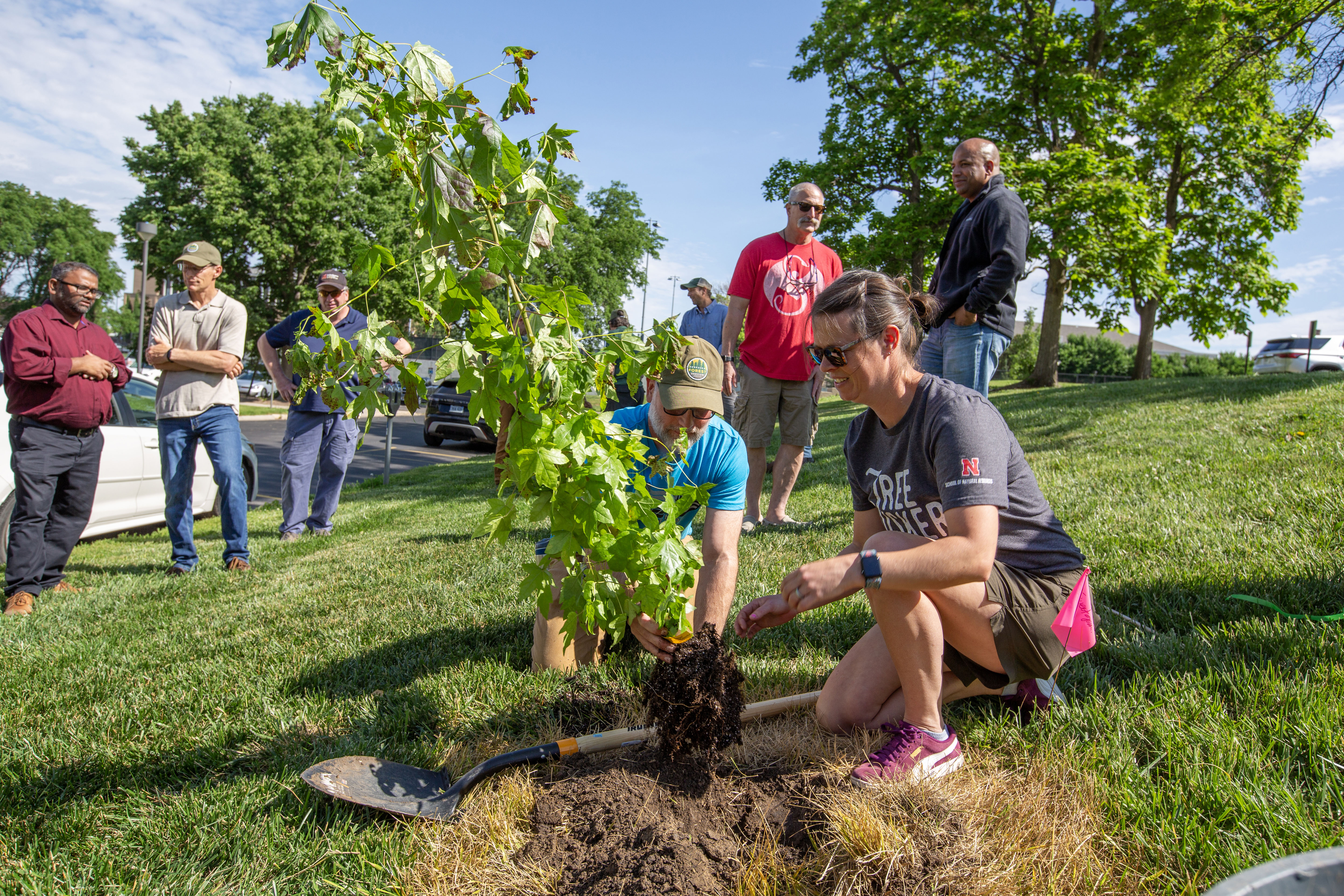 A man and a woman plant a young sweetgum tree while several people watch.