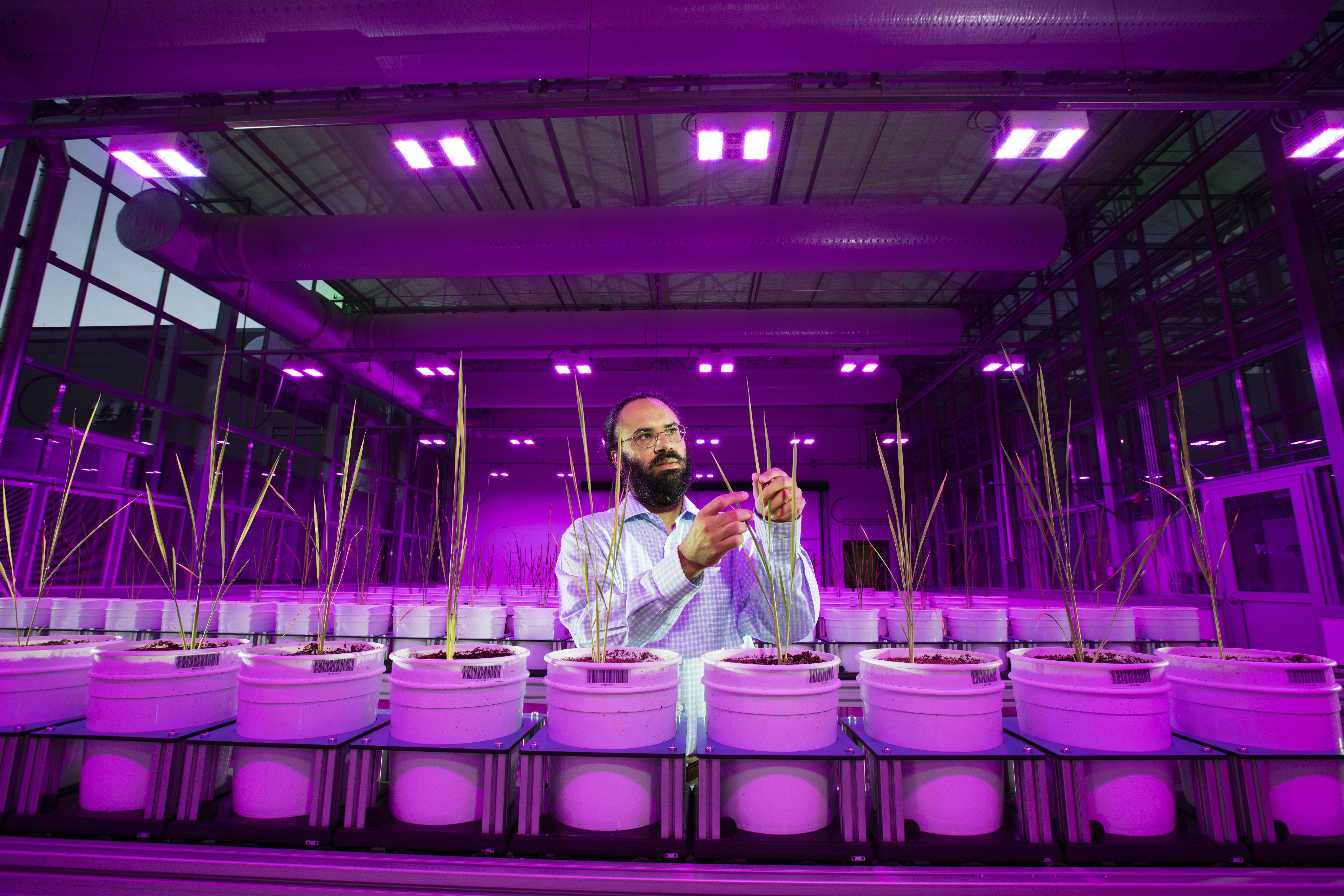 Harkamal Walia checks a rice plant in a greenhouse with several rows of rice plants in buckets.