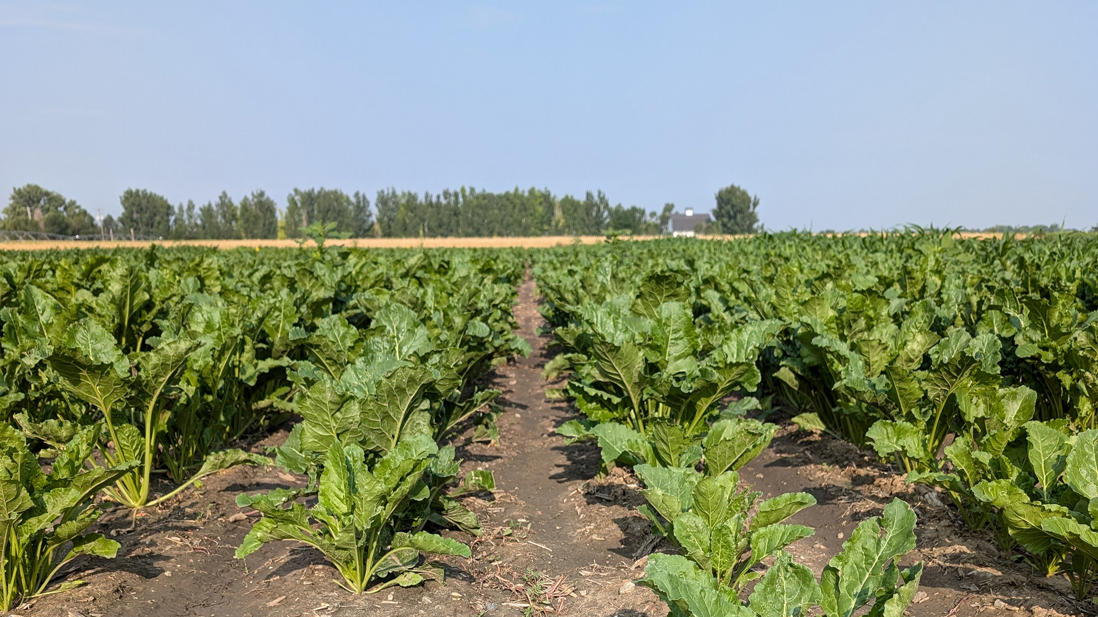 A field of sugar beets on a bright day.