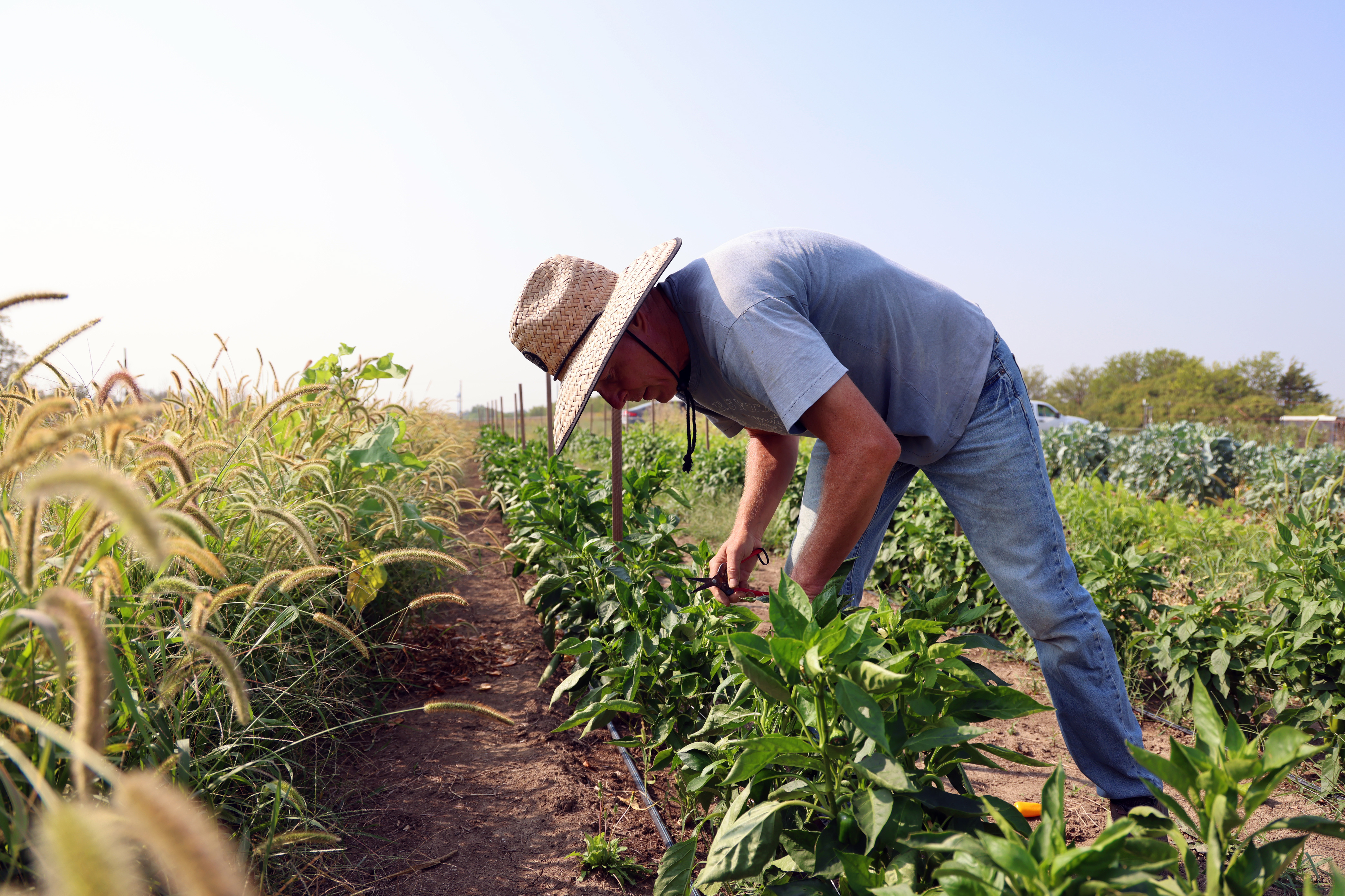 Gary Fehr, owner of Green School Farms in Raymond, harvests bell peppers.