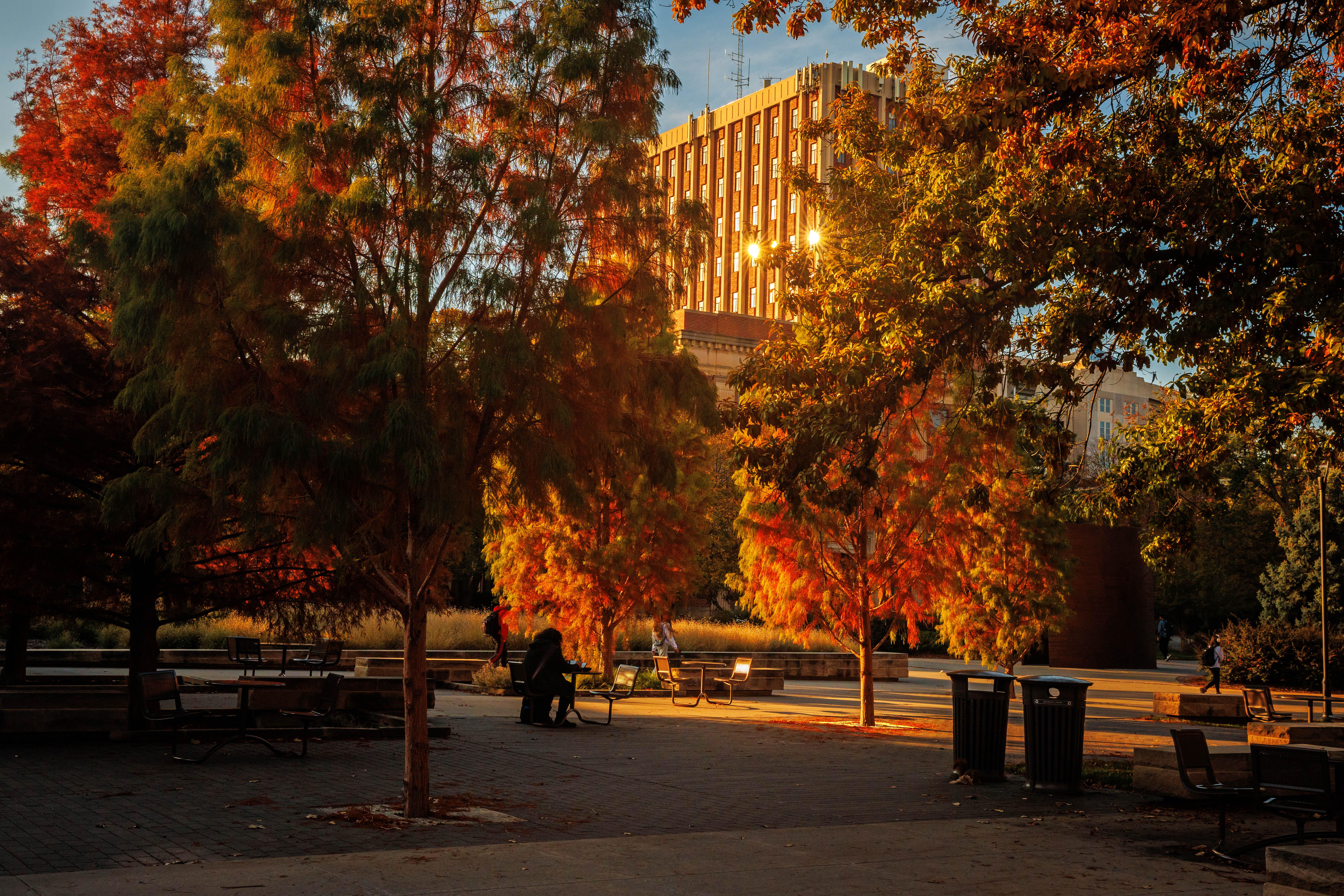 The trees on the plaza north of the Adele Hall Learning Commons are decked out in fall colors.