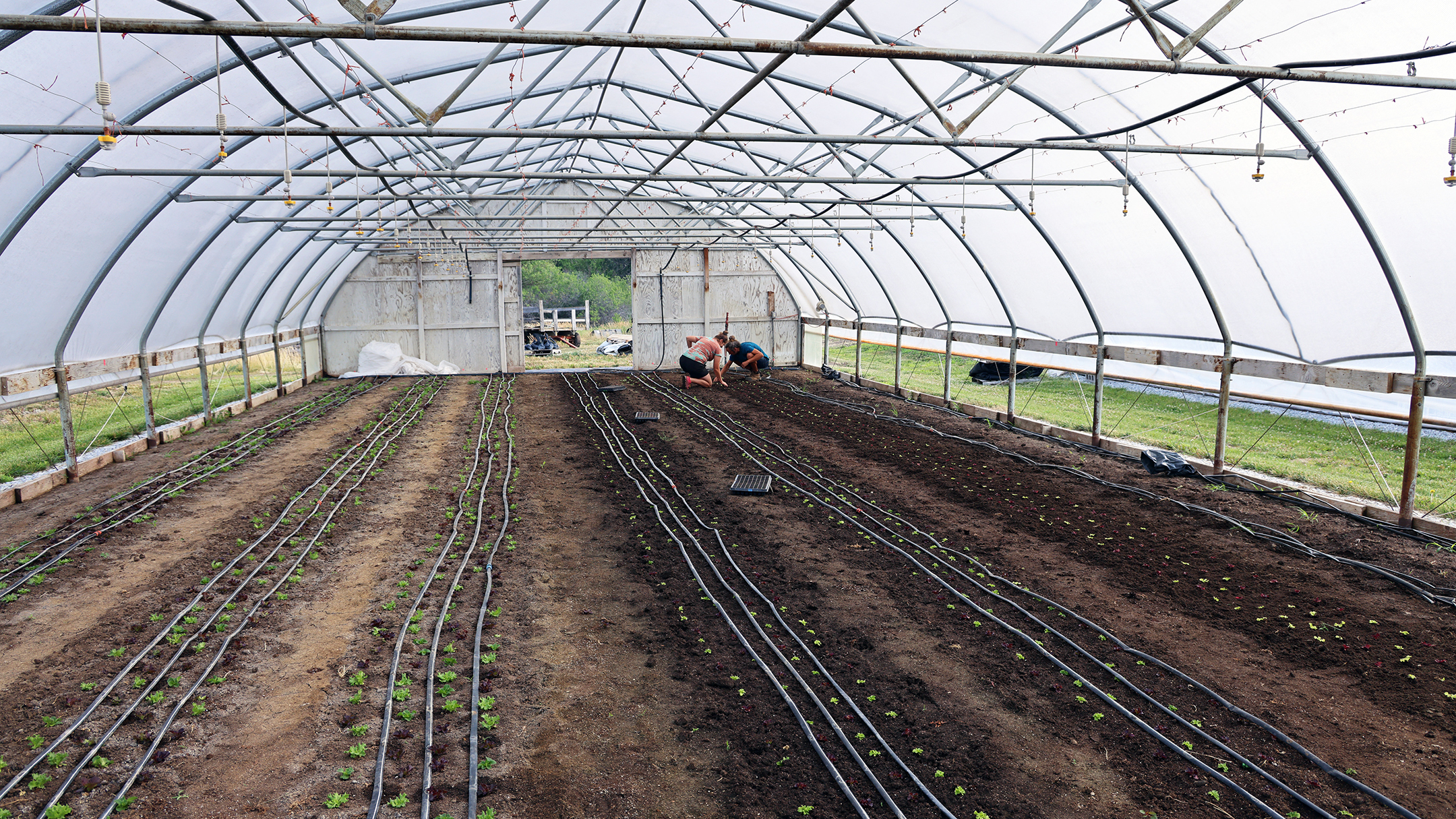 Two workers at Robinette Farms in Martell, Nebraska, plant salad greens in one of three high tunnels on the farm.