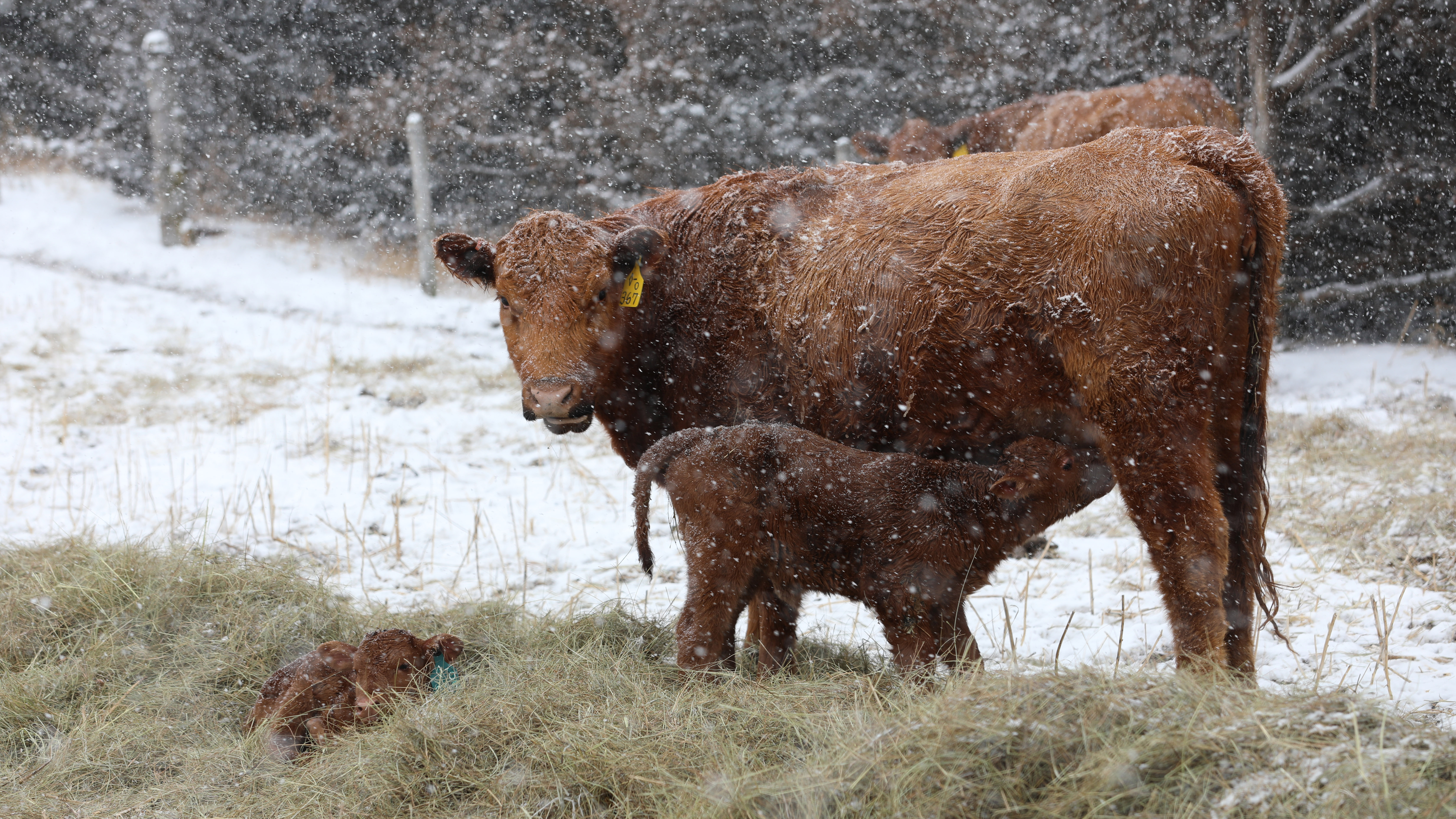 A calf drinks milk from its mother's udder on a snowy day.
