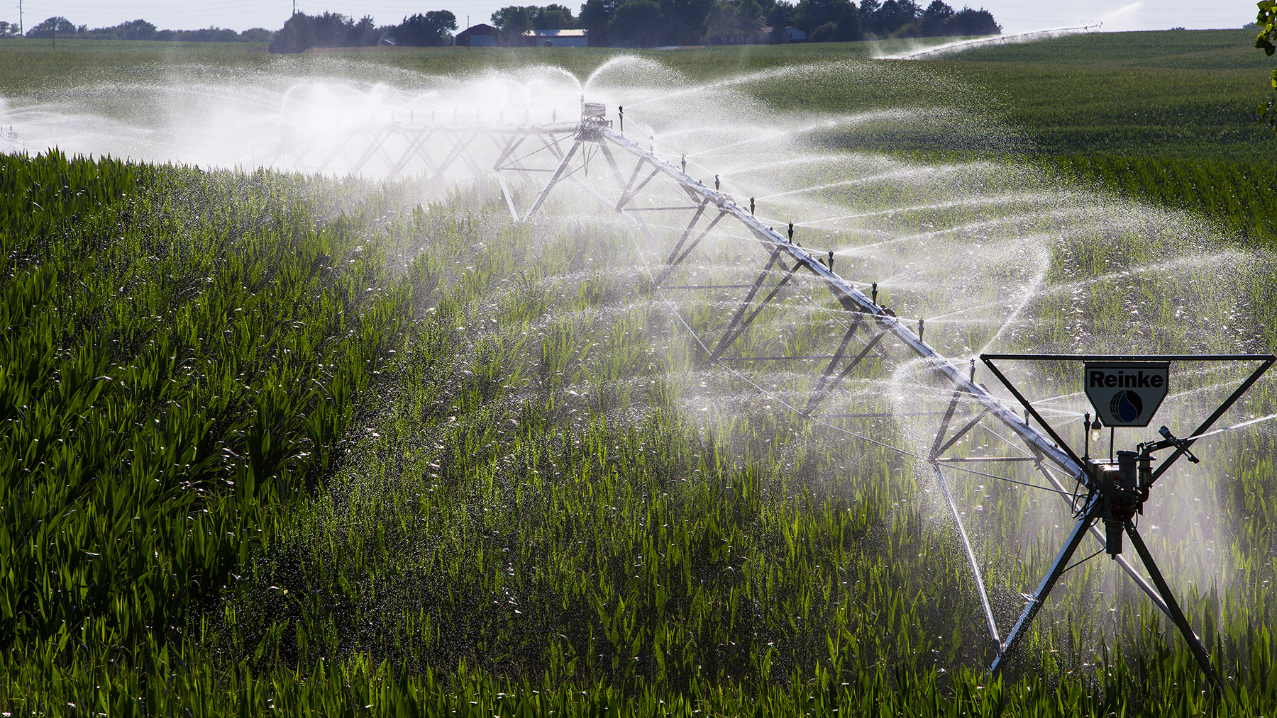 An irrigation system waters a cornfield.