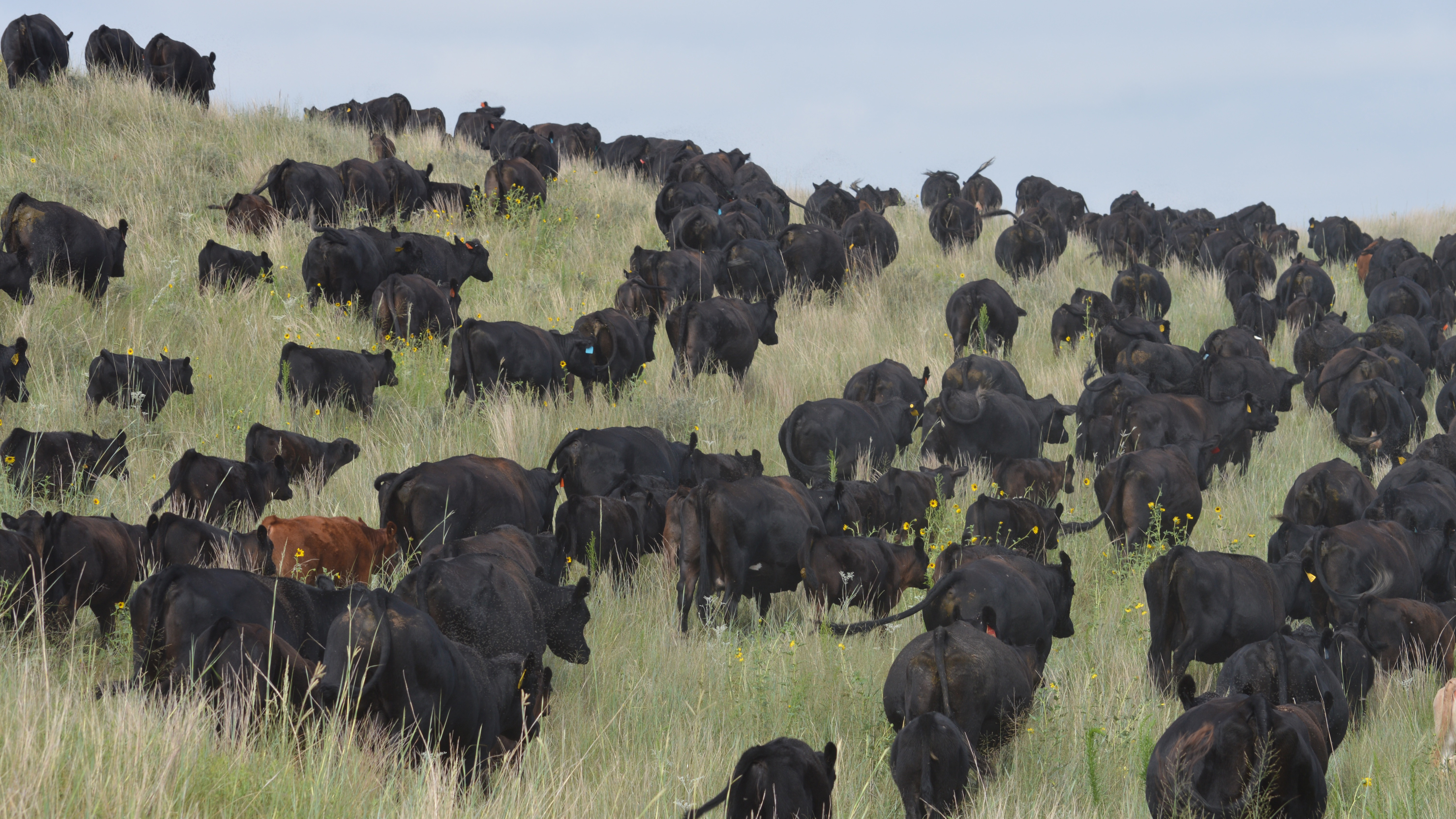 Dozens of cows stand in a field in the Sandhills.