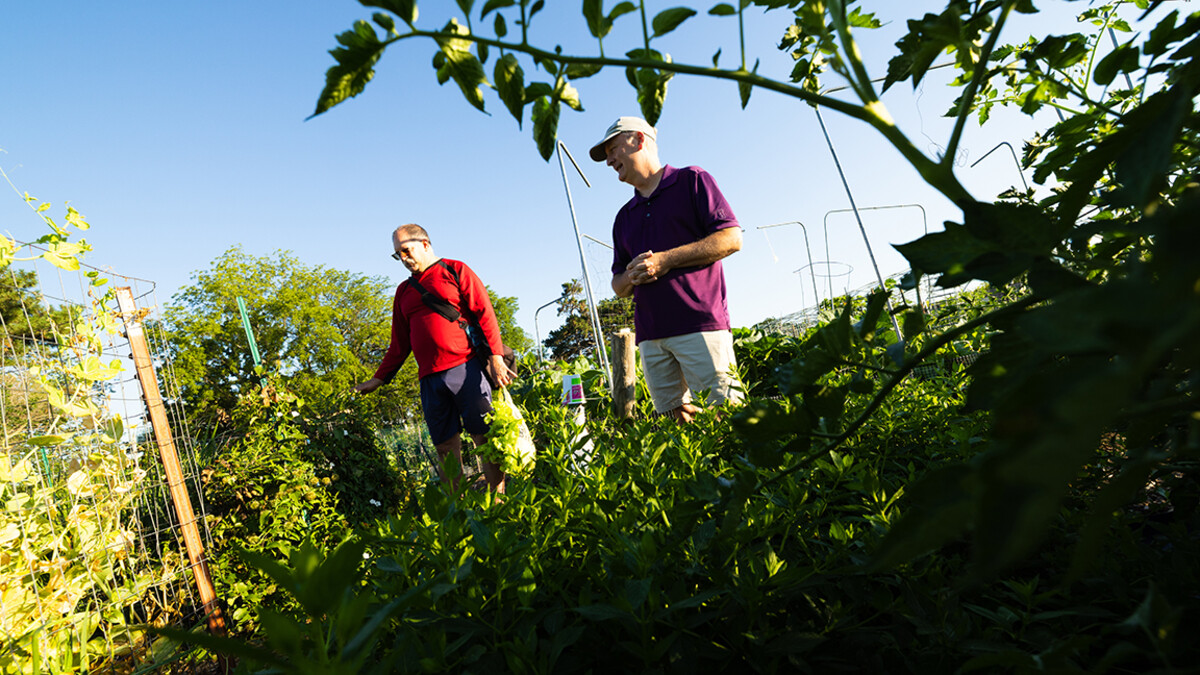 Mark Mesarch and Bill Sorensen walk through plots in the east campus community gardens.
