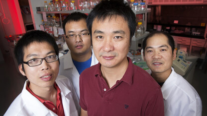 A team of UNL biologists has uncovered important clues about how plant cells regulate microRNAs, a step toward better understanding how crops respond to stress, such as droughts. The researchers include (from left) Guodong Ren, research assistant professor; Meng Xie, graduate research assistant; Bin Yu, assistant professor of biological sciences; and Shuxin Zhang, post-doctoral research associate.