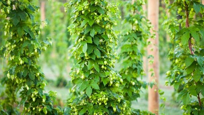 Hop bines growing at Midwest Hop Producers' hops yard in Plattsmouth. A hops workshop will be held at the growing site on July 22.