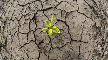 A soybean plant grows in a dry ground in Landcaster County, NE. 