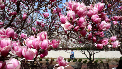 Magnolia trees bloom on the north side of UNL's Lied Center for Performing Arts on March 15.