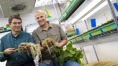 Edgar Cahoon (left) and James Alfano lead a $20 million project to study root and soil microbe interactions and improve crop productivity.