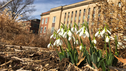 A giant snowdrop blooms in the gardens on the south side of Love Library. The perennial is one earliest spring flowering bulbs. It is native to Turkey, Macedonia, Bulgaria, southern Ukraine and northeastern Greece.
