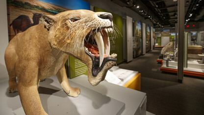Barbourofelis fricki, an ambush predator, stands ready in the new "Cherish Nebraska" exhibition on the fourth floor of Morrill Hall. The exhibition opens to the public on Feb. 16.