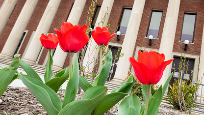 Tulips blooming on the south side of the Coliseum signal the start of spring at the University of Nebraska–Lincoln.