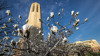 Magnolia blooms near Mueller Tower on the University of Nebraska–Lincoln's City Campus. Huskers seeking to give hope by giving back to the campus and greater-Lincoln community have a variety of options.