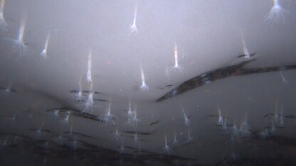 In an underwater image captured by the robot, Edwardsiella andrillae anemones protrude from the bottom surface of the Ross Ice Shelf. They glow in the camera's light. For purposes of scale, the two red dots in the image measure 10 centimeters apart.