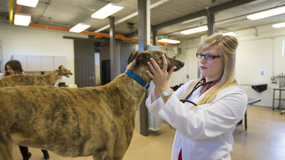 Students McKenzie Steger (right) and Jackie Swanger examine greyhounds in April 2013. Veterinary students will be on hand during Sunday with a Scientist Nov. 15 at Morrill Hall. (Craig Chandler/University Communications) 