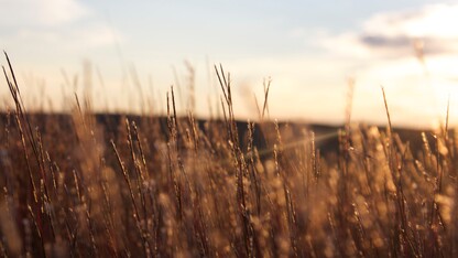 "Little Blue Stem" by Robin Walter