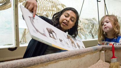 A Morrill Hall volunteer explains various species found as part of a simulated fossil dig to a young visitor. The museum will host a variety of hands-on activities during Museum Day Live! on March 12.