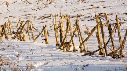 The May Sunday with a Scientist program will focus on the effects of cold and freezing temperatures on plants.