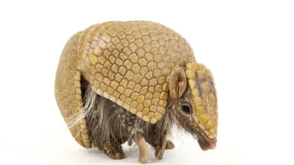 The "National Geographic Photo Ark" by Joel Sartore, on display in Morrill Hall, includes this photo of a southern three-banded armadillo (Tolypeutes matacus).