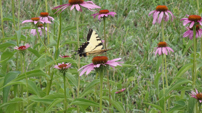 The BugMasters volunteer program will cover topics such as insect basics, pollinators, pests and how to teach insect programs.