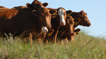 The 16th annual Nebraska Grazing Conference will be Aug. 9-10 at the Kearney Ramada Inn, 301 Second Ave.