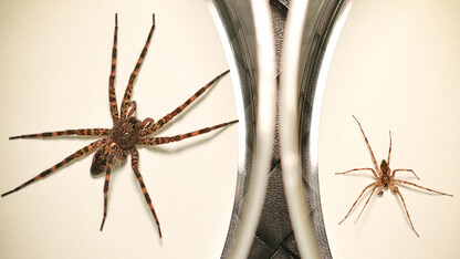 A female dark fishing spider (left) and its male counterpart, which sacrifices itself as a food source immediately after mating. A new study from the University of Nebraska-Lincoln and Gonzaga University has found that this cannibalism can benefit the male's offspring.