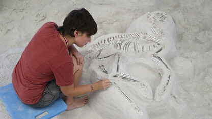 Paleontology intern Mikayla Struble works on a Pseudhipparion fossil at Ashfall Fossil Beds State Historical Park in 2016.