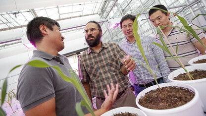 Harkamal Walia checks the progress of wheat growing in the Lemna Tech High Throughput Phenotyping facility at the Greenhouse Innovation Center on Nebraska Innovation Campus. He is discussing the plant with other researchers on the grant. From left is Toshihiro Obata, Hongfeng Yu and Qi Zhang. Not pictured are researchers Chi Zhang and Gota Morota.