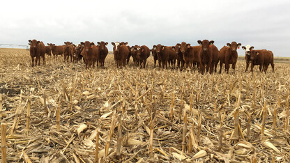 Nebraska Extension's Crop Residue Exchange can help farmers and cattle producers develop mutually beneficial grazing agreements.