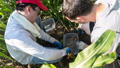 Faculty mentors engage undergraduates from across the country through the Nebraska Summer Research Program