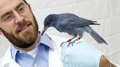 Jeffrey Stevens (pictured) and Elise Thayer of the university's Adaptive Decision Making Lab will speak July 22 during Sunday with a Scientist at Morrill Hall.