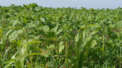 The Nebraska Cover Crop and Soil Health Conference Feb. 14 offers a slate of experts, including experienced growers from Nebraska.