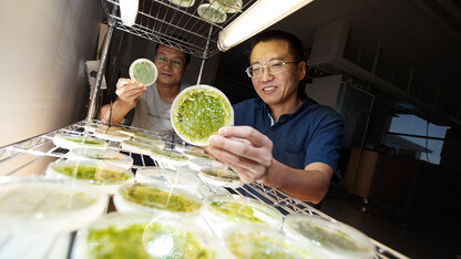 Yanbin Yin (right), associate professor of food science and technology, looks over algae samples with postdoctoral researcher Xuehuan Feng. Yin has earned a National Science Foundation CAREER award to create advanced computational tools to quickly identify carbohydrate-active enzymes, or CAZymes.